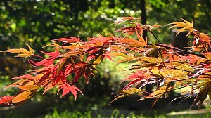 Ilfelder Ahornpark im Herbstlicht