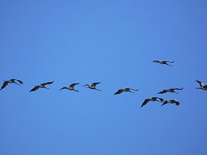 Die Flugschau ist er&ouml;ffnet