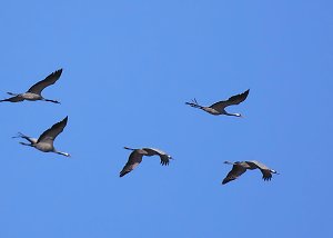 Die Flugschau ist er&ouml;ffnet