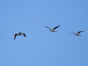Die Flugschau ist er&ouml;ffnet