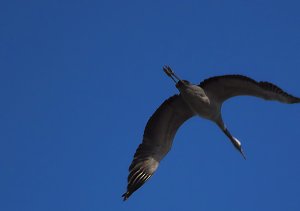 Die Flugschau ist er&ouml;ffnet