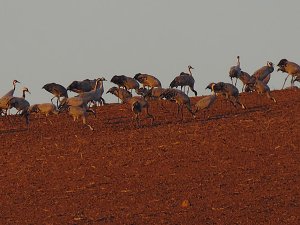 Die Flugschau ist er&ouml;ffnet