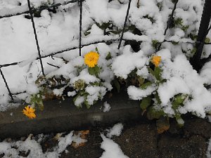 Winter in Ilfeld