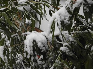 Winter in Ilfeld