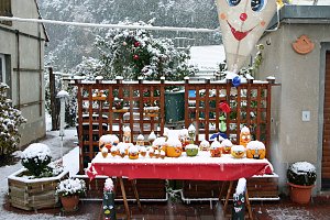 K&uuml;rbiskameraden im Schnee