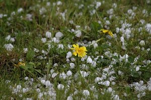 Donnerwetterbilder
