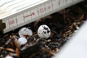 Donnerwetterbilder