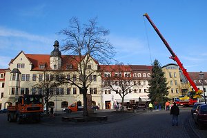 Es ist wieder grün geworden auf dem Hettstedter Markt. In Kürze wird es sogar bunt sein - wenn Lichterketten und Dekorationen am Baum sind.