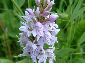 Orchideenfest G&uuml;nserode