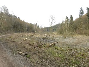 Platz für Wasserbüffel