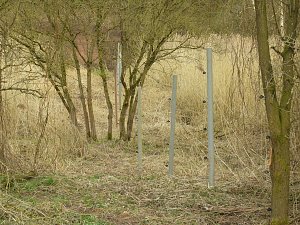 Platz für Wasserbüffel