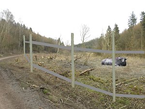 Platz für Wasserbüffel