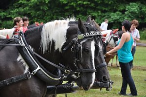 Ponyfest Wülfingerode
