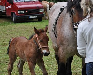 Ponyfest Wülfingerode