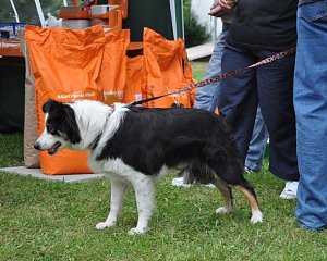 Ponyfest Wülfingerode
