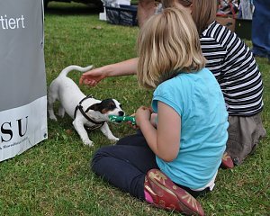 Ponyfest Wülfingerode