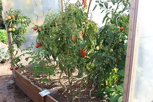 Offener Garten zum Mitmachen