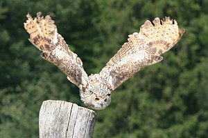 Besuch im Harzfalkenhof