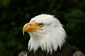 Besuch im Harzfalkenhof
