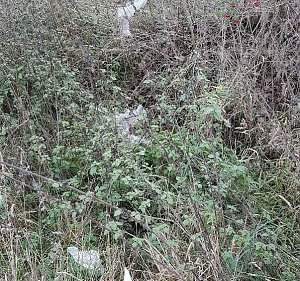 Vom Wanderweg zur M&uuml;lldeponie