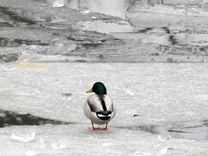 Peter Blei unterwegs am Wasser