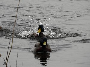 Peter Blei unterwegs am Wasser