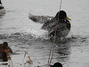 Peter Blei unterwegs am Wasser
