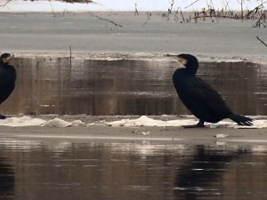 Peter Blei unterwegs am Wasser