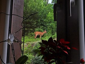 Tierischer Besuch