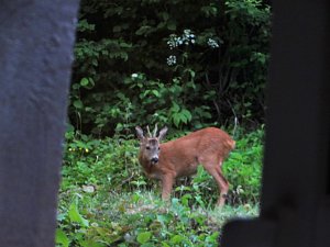 Tierischer Besuch