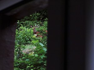 Tierischer Besuch