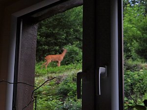 Tierischer Besuch