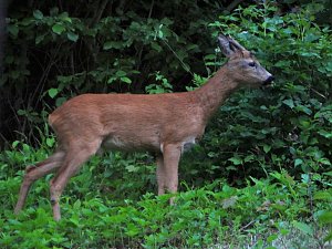 Tierischer Besuch