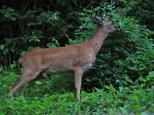Tierischer Besuch