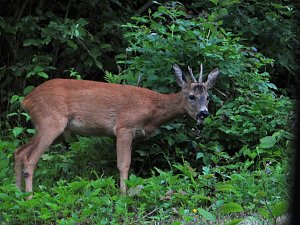 Tierischer Besuch