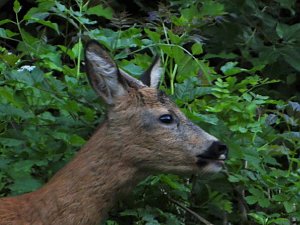 Tierischer Besuch