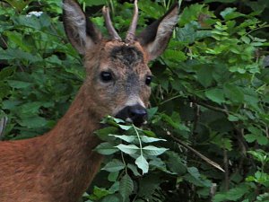 Tierischer Besuch