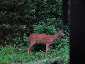 Tierischer Besuch