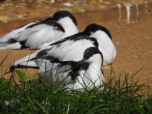 Zu Gast im Tierpark Dessau