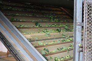 Start der Hopfenernte in Gro&szlig;enehrich