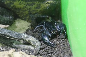 Spinnen- und Insektenschau in Sundhausen