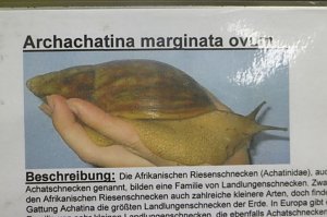 Spinnen- und Insektenschau in Sundhausen