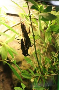 Spinnen- und Insektenschau in Sundhausen