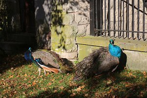 Goldener Herbst im B&auml;renpark Worbis