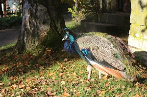 Goldener Herbst im B&auml;renpark Worbis