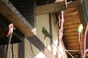 Goldener Herbst im B&auml;renpark Worbis