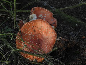 Pilze und Sonne bei Petersdorf