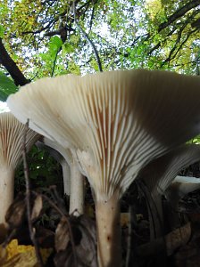 Pilze und Sonne bei Petersdorf