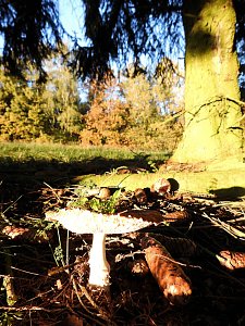 Pilze und Sonne bei Petersdorf