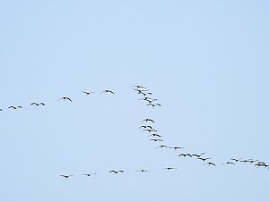 Kraniche im Anflug